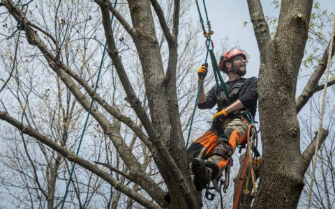 An arborist, who climbed a tree, is now in position and ready to cut branches.