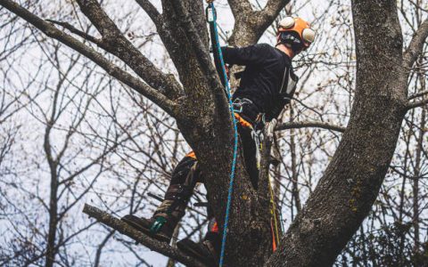 Standing high up on a tree, back view of an arborist cutting tree branches.